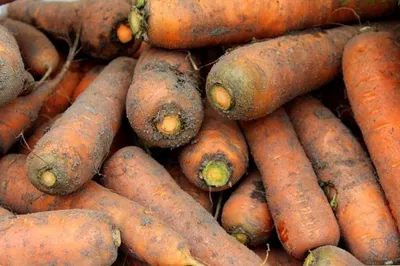 На грядке вся морковь выглядит одинаково, но хранится по-разному -- от чего  это зависит?