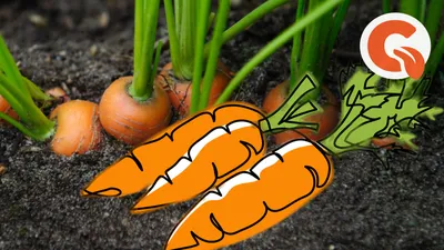 Морковь в августе – как кормить, резать ли ботву на грядке, когда убирать?  | PRO ОГОРОД | Дзен