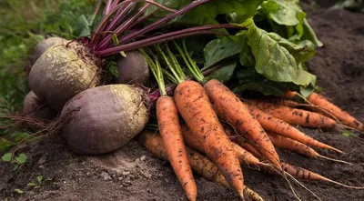 Здоровые моркови еды в огороде Стоковое Фото - изображение насчитывающей  съешьте, космос: 41849392