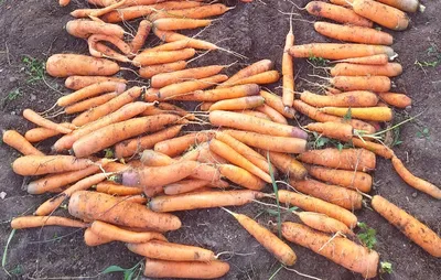 Как правильно проредить морковь на грядке | А я такая в огороде | Дзен