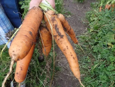 Почему морковь «выпрыгивает» из грядок