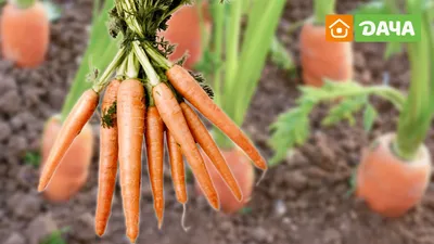 Почему морковь на грядке загнивает