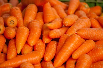 Морковь Огород Растение - Бесплатное фото на Pixabay - Pixabay