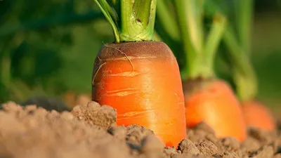 Свежая морковь на грядке Stock Photo | Adobe Stock