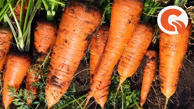 Посев моркови под зиму: агротехника и сорта
