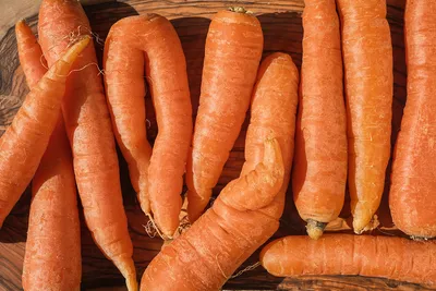Мешки по 17 кг\": сладкая морковь плотно забьет все грядки после этой  подкормки в августе - PrimaMedia.ru