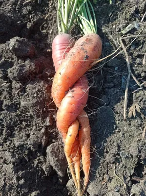 Как вырастить крупную и сладкую морковь: советы садовода