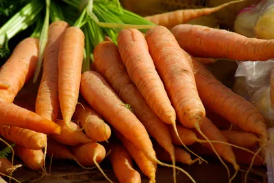 Что положить на грядку для получения богатого урожая моркови