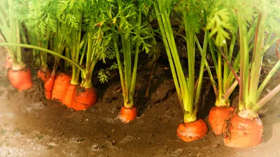 Свежая морковь на грядке Stock Photo | Adobe Stock