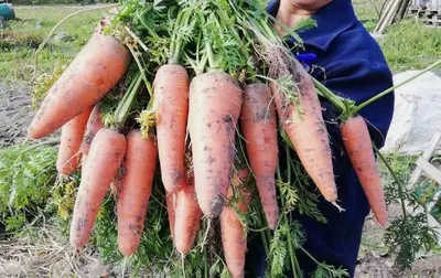 Готовим грядку под посадку моркови. На что важно обращать внимание, чтобы  корнеплоды выросли не только крупными и сочными, но и ровными | Участок |  Дзен