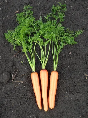 Почему морковь и лук нужно сажать на одной грядке