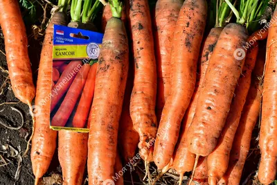 Морковь самсон фото фотографии