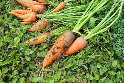 Морковь Шантане Роял (2г, Leda Agro) - купить Семена моркови в Киеве и  Украине, выгодная цена Морковь Шантане Роял в интернет-магазине Agrostore  ТМ (Агростор)