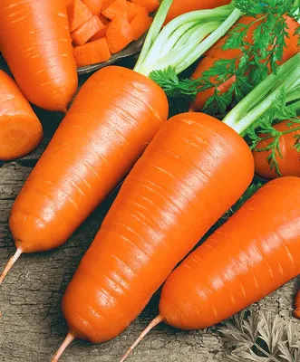 Морковь Шантанэ 2461 2 Г Арт. овощные Наш сад, пакеты цветные Семена  Продукция