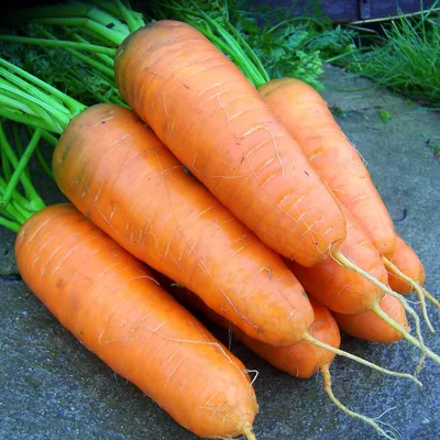 Морковь Шантоне Роял - описание, заказать весовые семена оптом