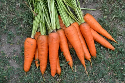 Морковь Шантане Роял, 10 г купить 〛по выгодной цене в Киеве и Украине |  Фото | Отзывы