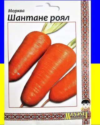 Семена Тимирязевский питомник филиал Северный морковь Шантане 2461 - «Сорт  1943 года. Самая урожайная морковка - Шантанэ 2461. » | отзывы