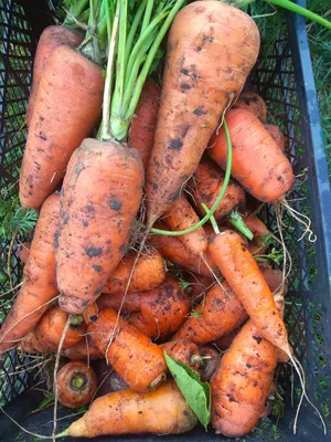 Морковь сорта Шантанэ Роял - Дачный блог Елены Гольниковой