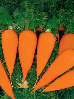 Купить Морковь Шантане 2461 лента недорого по цене 38руб.|Garden-zoo.ru