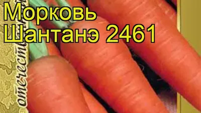 Семена Морковь «Шантане 2461» XS по цене 7 ₽/шт. купить в Москве в  интернет-магазине Леруа Мерлен