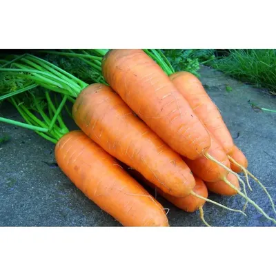 Морковь Шантане Роял среднеспелая 50 г, Агроном (ID#1464579793), цена: 30  ₴, купить на Prom.ua