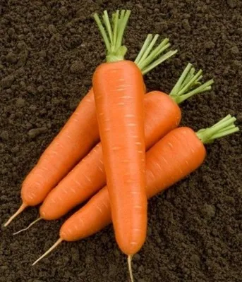 Семена морковь Шантенэ Роял (банка-500 гр- 425000 шт) (id 60901568), купить  в Казахстане, цена на Satu.kz