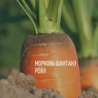 Семена морковь Гавриш Шантанэ роял 1 уп. - купить в Москве, цены на  Мегамаркет