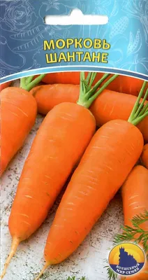 Морковь сорта Шантанэ Роял - Дачный блог Елены Гольниковой