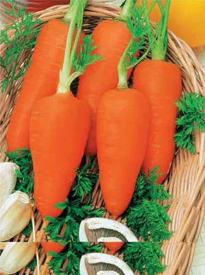 Семена. Морковь \"Шантанэ Роял\" (вес: 4 г) — купить в интернет-магазине по  низкой цене на Яндекс Маркете