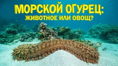 В какой попе можно жить? Животный мир Таиланда. Голотурии: moi_tai —  LiveJournal