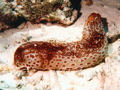 Sea cucumbers | What Is a Sea Cucumber? | The Wonderful World of  Invertebrates - YouTube