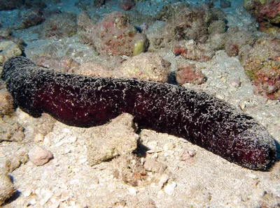 морские огурцы на мелководном морском дне на пляжных эхинодермах  классических голотуридных морских животных Стоковое Фото - изображение  насчитывающей риф, море: 253639856