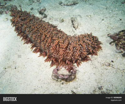 Морские Огурцы Echinoderms Из Класса Holothuroidea Для Образования В Море —  стоковые фотографии и другие картинки Китай - iStock