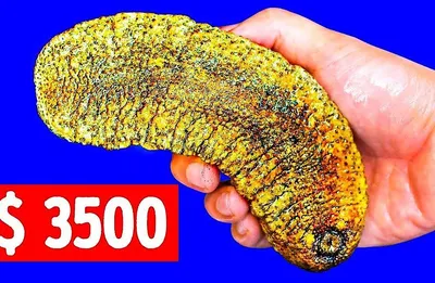 MacroID.RU - Змеевидный морской огурец