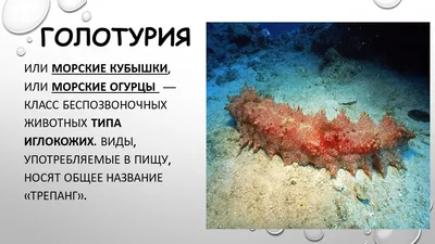 Морской огурец: экзотическое и вкусное блюдо» — создано в Шедевруме