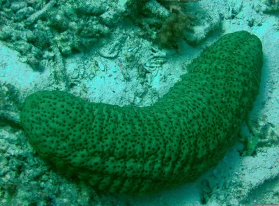 Морские огурцы сухие товары 50 грамм легкого сухого морского огурца  Liaosheng Thorns морской огурец