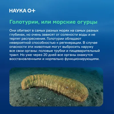 Морские огурцы на пляже Флориды Destin. Стоковое Фото - изображение  насчитывающей хендерсон, среда: 175279240