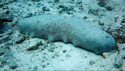 Морской огурец мини - Paracucumaria sp. (M)
