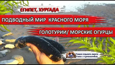 Морской огурец поглощает отходы рыбной фермы | Crispy News/Криспи Ньюс
