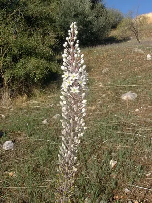 Морской лук (Urginea maritima L. [Drimia maritima (L.) Stearn])