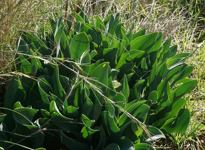 Rimia Maritima Urginea Maritima Squill Sea Squill Морской Лук Морской Сквил  Красный Сквил Уникальный Цветок Греции Луковичный В Цвету — стоковые  фотографии и другие картинки Без людей - iStock