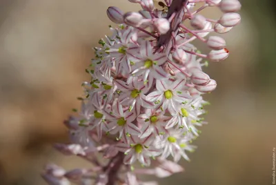 Морской лук (Urginea maritima L.) и его соседи.