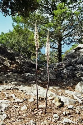 Drimia maritima (L.) Stearn, Морской лук (World flora) - Pl@ntNet identify