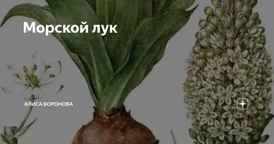Морской лук (Urginea maritima L.) и его соседи.