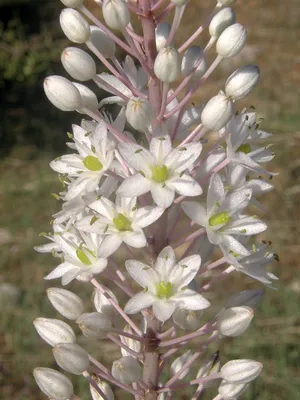 Морской лук (Urginea maritima L. [Drimia maritima (L.) Stearn])