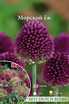 морской лук в городе