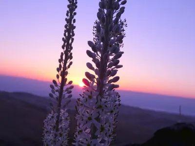 Rimia Maritima Urginea Maritima Squill Sea Squill Морской Лук Морской Сквил  Красный Сквил Уникальный Греческий Луковичный Цветок В Цвету — стоковые  фотографии и другие картинки Без людей - iStock