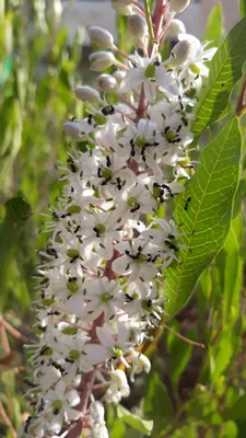 Maritima Drimia Squill, также известный как морской лук, характерно для  растений средиземноморского бассейна, который живет в Стоковое Фото -  изображение насчитывающей цветы, харибда: 166892516
