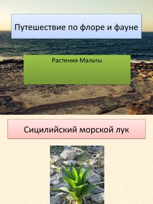 Морской лук Стоковые фотографии, картинки, все без лицензионных отчислений  - Envato Elements
