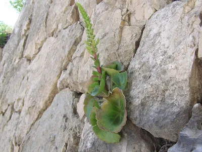 Морской лук (Urginea maritima L.) и его соседи.